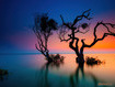 Sfondo: Sea Trees Sunset