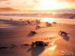 Sfondo: Turtles In The Sand