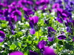 Viole
