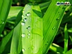 Water Drop