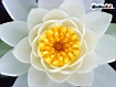 Water Lily