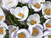 White Crocus